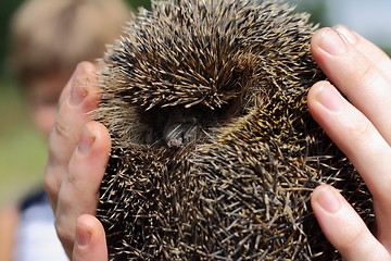 Image showing hedgehog in the hands