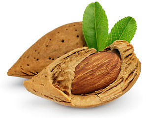 Image showing Almonds with leaves