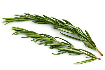 Image showing Fresh rosemary