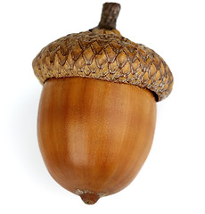 Image showing Dried acorn