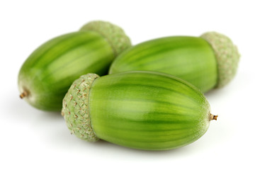 Image showing Green acorns