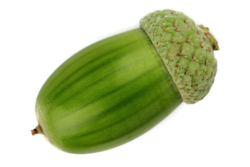 Image showing Green acorn