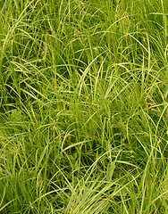 Image showing grass