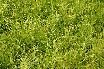 Image showing grass