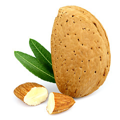 Image showing Almond with cut kernel