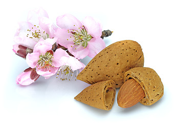 Image showing Almonds with flowers