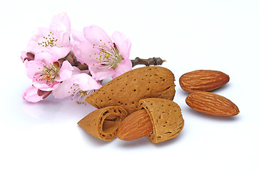 Image showing Almonds with pink flowers