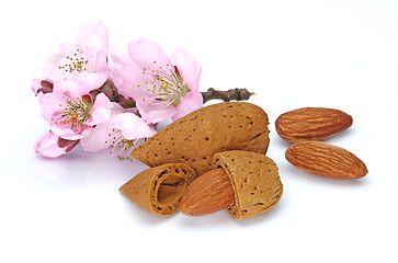 Image showing Almonds with pink flowers