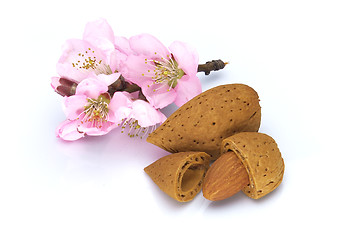 Image showing Almonds with pink flowers