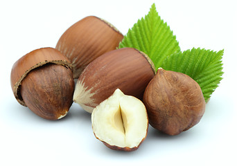 Image showing Hazelnuts