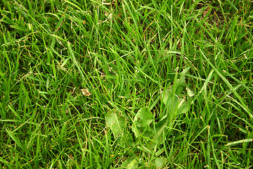 Image showing grass