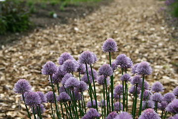 Image showing flower