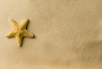 Image showing a sea star on the beach