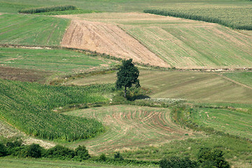 Image showing Green field and tree from above