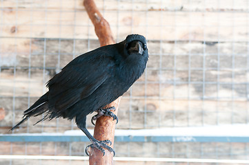 Image showing Raven (Corvus corax)