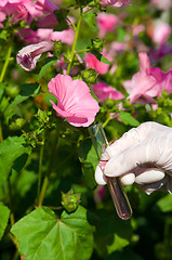 Image showing test tube with pink liquid and flower