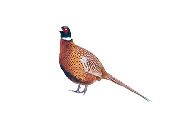 Image showing Pheasant