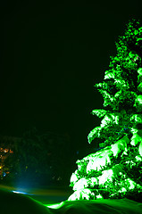 Image showing Night Fir-tree