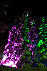 Image showing Night Fir-tree