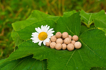 Image showing Herbal Medicine