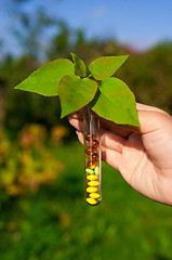 Image showing test tube with tablets, berries and plant