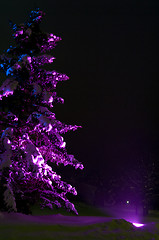 Image showing Night Fir-tree