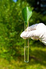 Image showing test tube with water and leaf