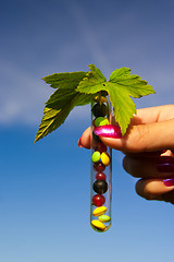 Image showing test tube with tablets, berries and plant