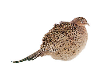 Image showing Pheasant