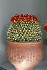 Image showing marzipan cactus