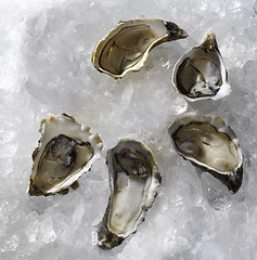 Image showing fresh oysters traditional wedding breakfast