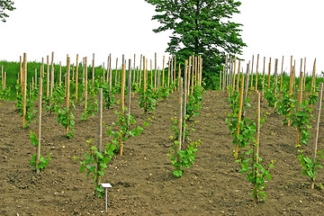 Image showing bears bushes