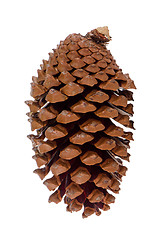 Image showing Pine cone 