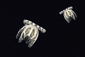 Image showing Compass jellyfishes