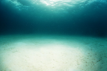 Image showing Sea star or starfis on a coral reel