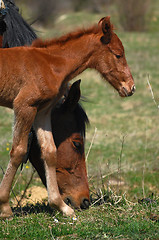 Image showing Mare and colt, horses