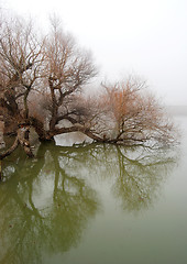 Image showing Tree in swollen waters