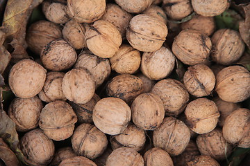 Image showing Walnuts