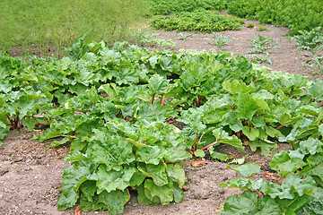Image showing rhubarb