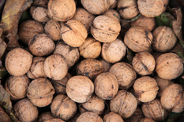 Image showing Walnuts