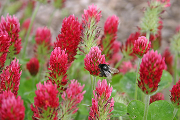 Image showing flower