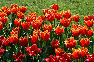 Image showing beautiful tulips