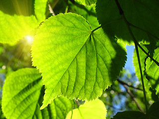 Image showing fresh green leaf