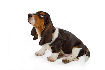 Image showing Cute basset puppy