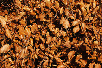 Image showing Hazelnut dry foliage