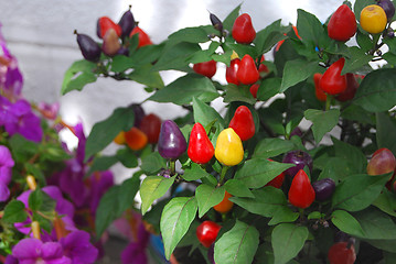 Image showing Chilli peppers in garden