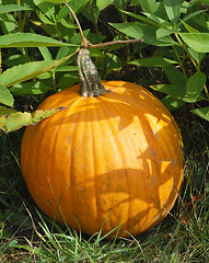 Image showing Pumpkin in plant bed