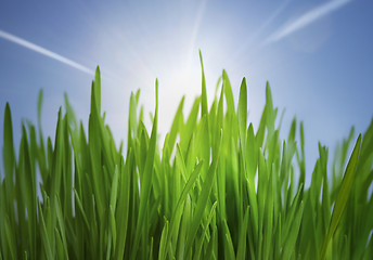 Image showing grass and sunlight