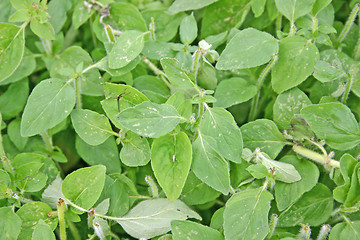 Image showing green leaf