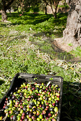 Image showing Olive crates